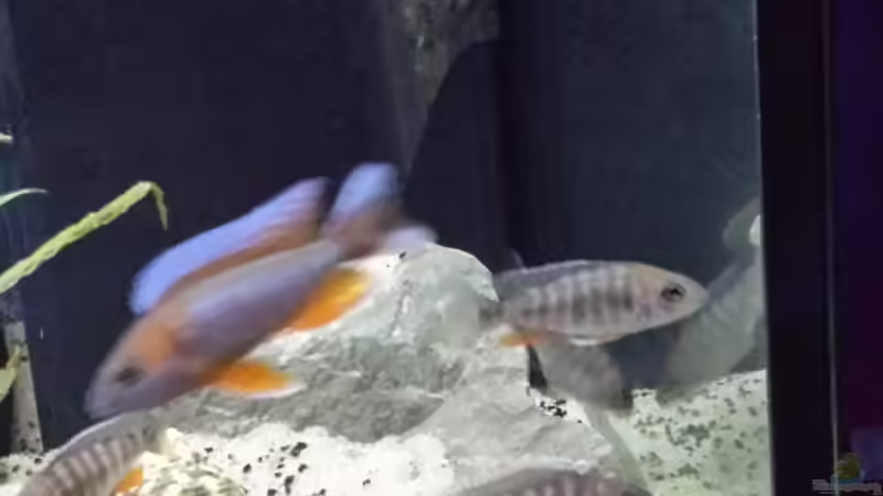 Besatz im Aquarium Non  , Becken 34006 von Kevin Engelsberger (19)