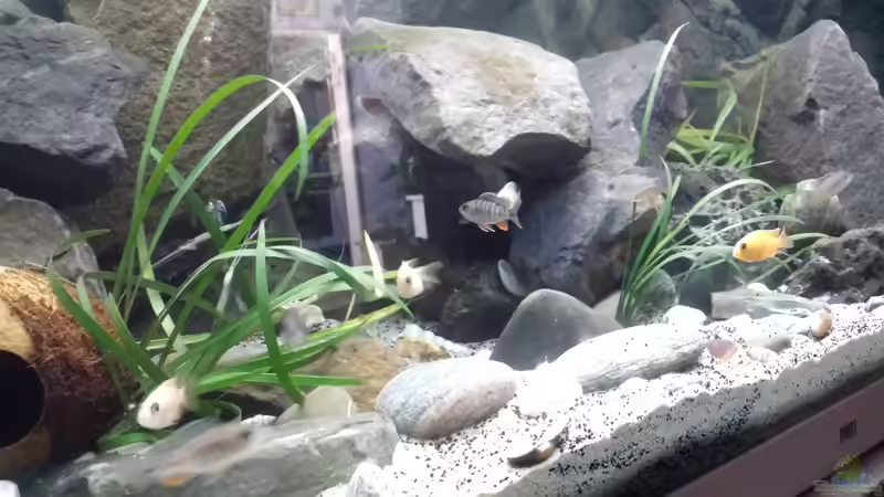 Besatz im Aquarium Non  , Becken 34006 von Kevin Engelsberger (22)