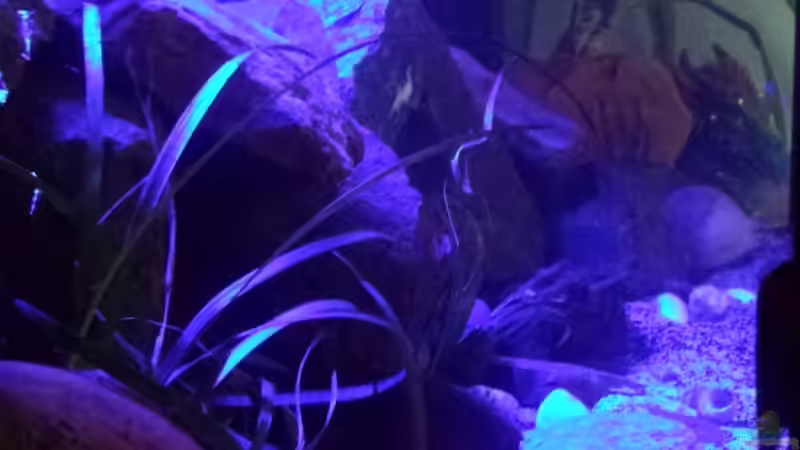 Besatz im Aquarium Non  , Becken 34006 von Kevin Engelsberger (25)