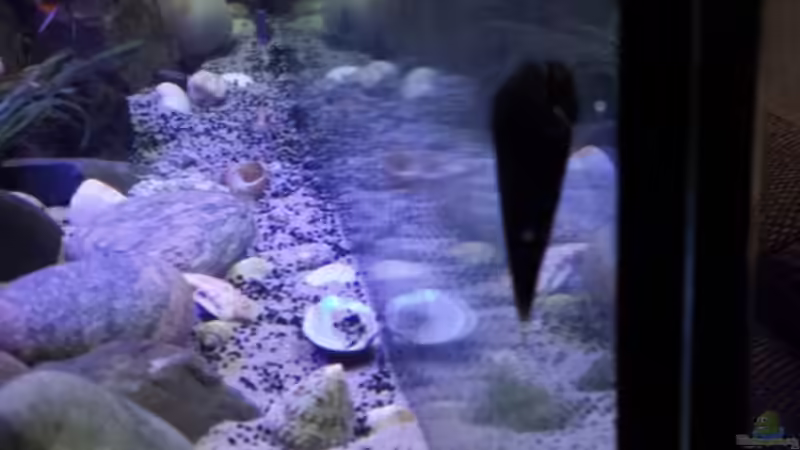 Besatz im Aquarium Non  , Becken 34006 von Kevin Engelsberger (26)