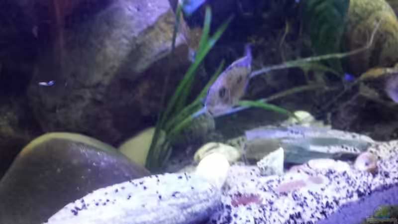 Besatz im Aquarium Non  , Becken 34006 von Kevin Engelsberger (27)