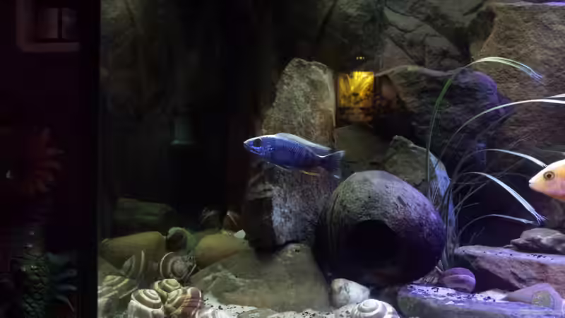 Besatz im Aquarium Non  , Becken 34006 von Kevin Engelsberger (29)