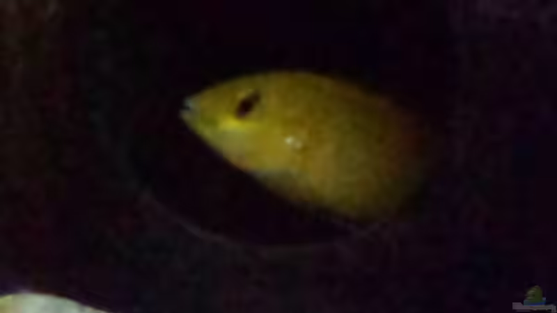 Besatz im Aquarium Non  , Becken 34006 von Kevin Engelsberger (31)