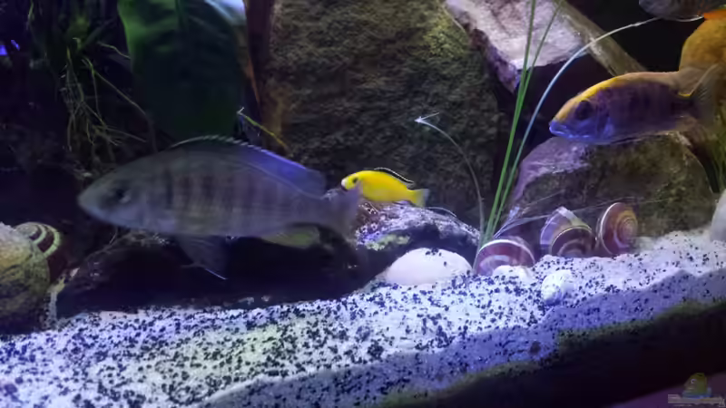 Besatz im Aquarium Non  , Becken 34006 von Kevin Engelsberger (32)