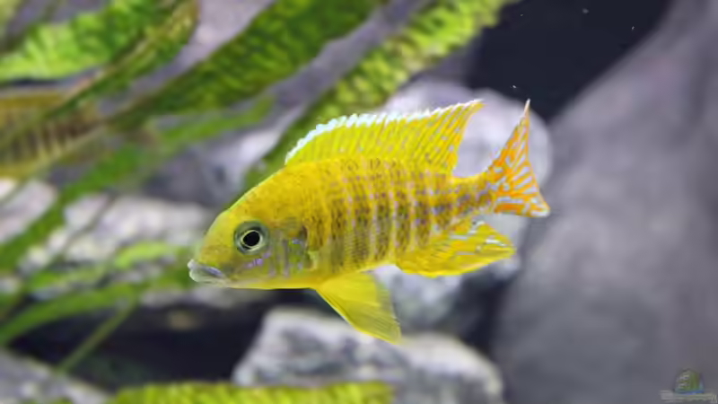 Besatz im Aquarium Non Mbuna -1600 von Vision112 (26)