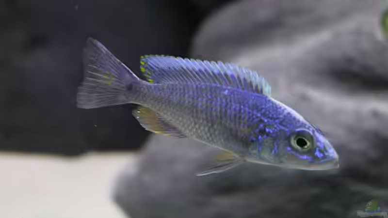 Besatz im Aquarium Non Mbuna -1600 von Vision112 (28)