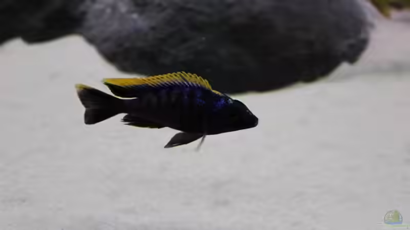 Besatz im Aquarium Non Mbuna -1600 von Vision112 (33)