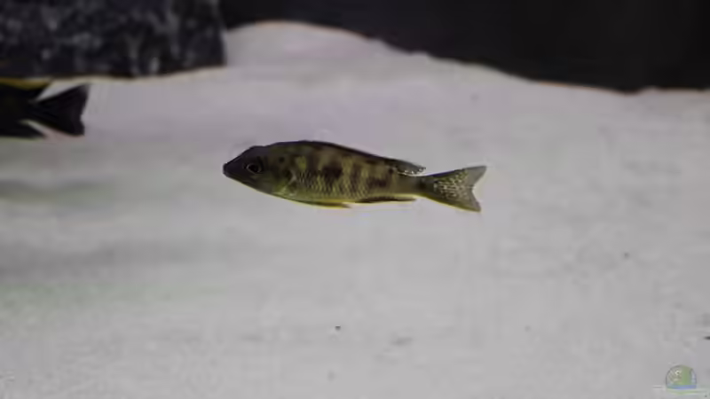 Besatz im Aquarium Non Mbuna -1600 von Vision112 (40)