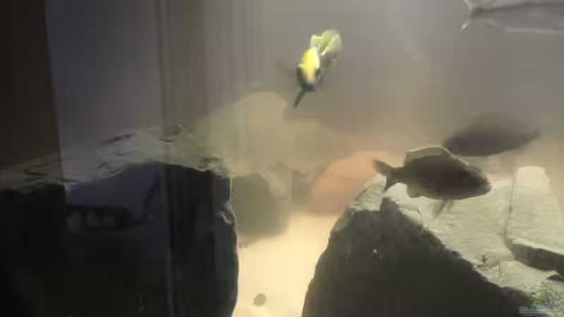 Besatz im Aquarium Non mbuna life von Malawi Appel (10)