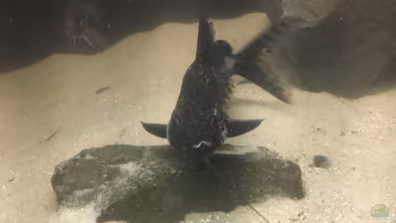 Besatz im Aquarium Non mbuna life von Malawi Appel (11)