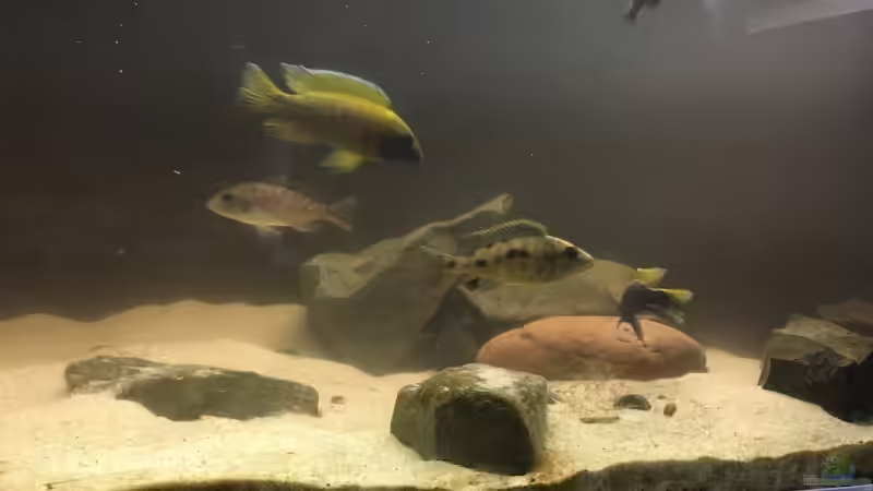 Besatz im Aquarium Non mbuna life von Malawi Appel (13)