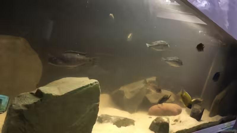 Besatz im Aquarium Non mbuna life von Malawi Appel (14)