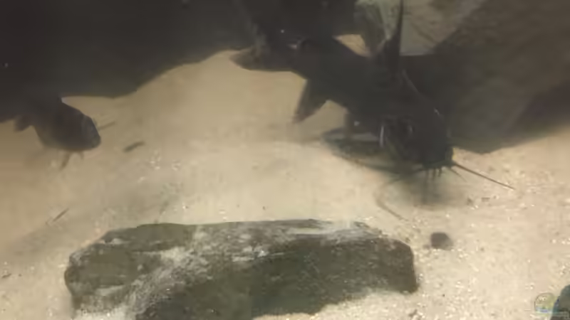 Besatz im Aquarium Non mbuna life von Malawi Appel (16)