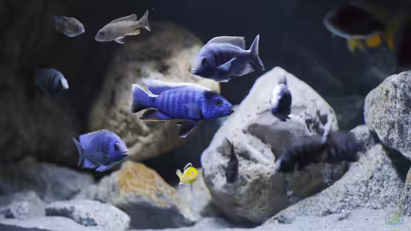 Besatz im Aquarium Non-Mbuna Malawi 576 Liter von aqmdf (4)