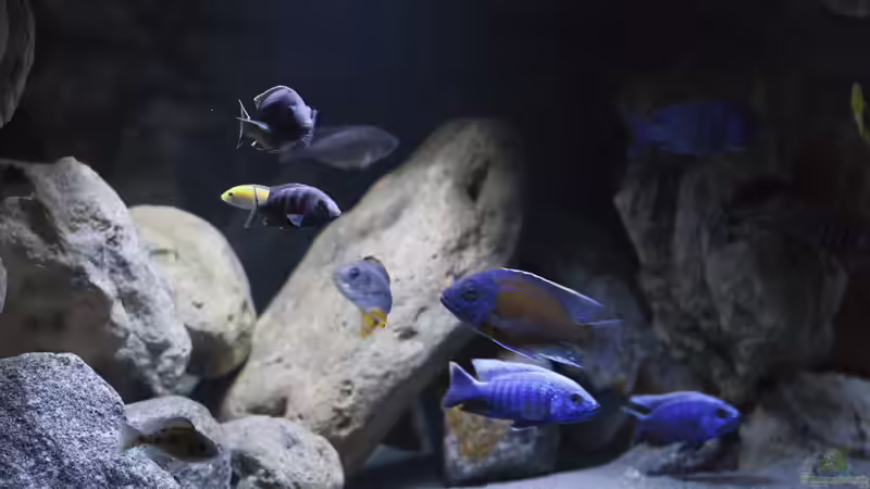 Besatz im Aquarium Non-Mbuna Malawi 576 Liter von aqmdf (5)