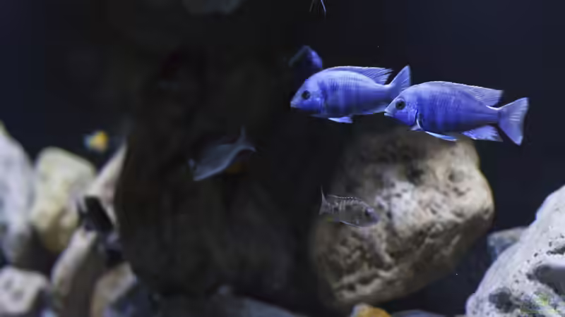 Besatz im Aquarium Non-Mbuna Malawi 576 Liter von aqmdf (6)