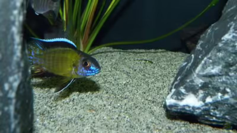 Besatz im Aquarium Non Mbunas Rocks von Carsten Peters (8)