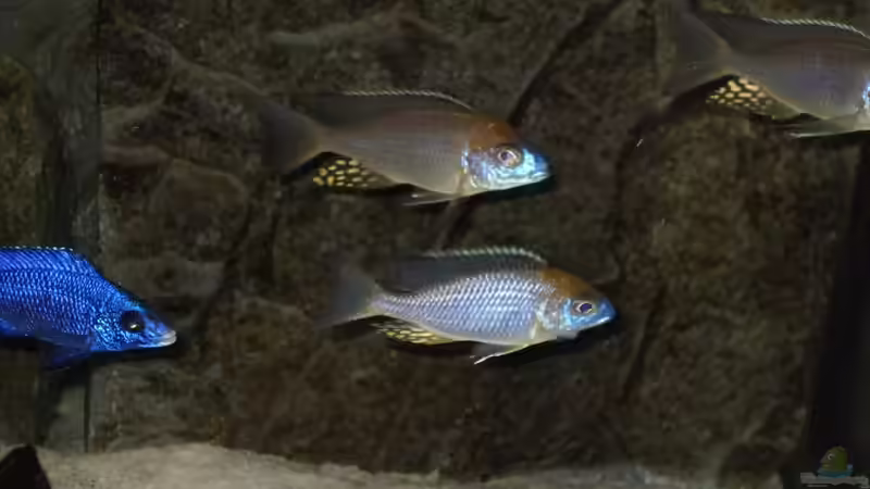 Besatz im Aquarium NonMbuna-Style (aufgelöst) von Dr. Manhattan (23)