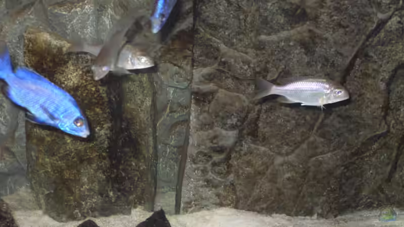 Besatz im Aquarium NonMbuna-Style (aufgelöst) von Dr. Manhattan (25)