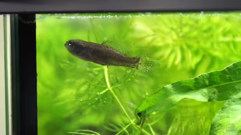 Besatz im Aquarium northern territory von die Perle... (35)