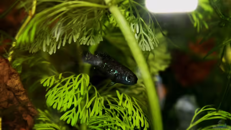 Besatz im Aquarium northern territory von die Perle... (40)