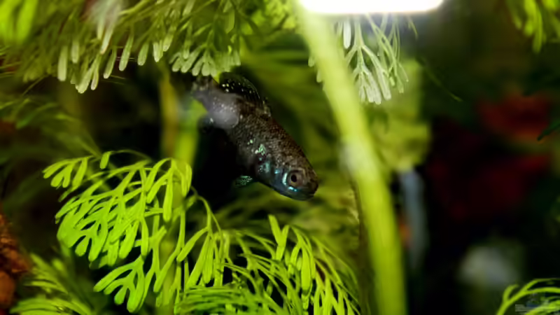 Besatz im Aquarium northern territory von die Perle... (42)