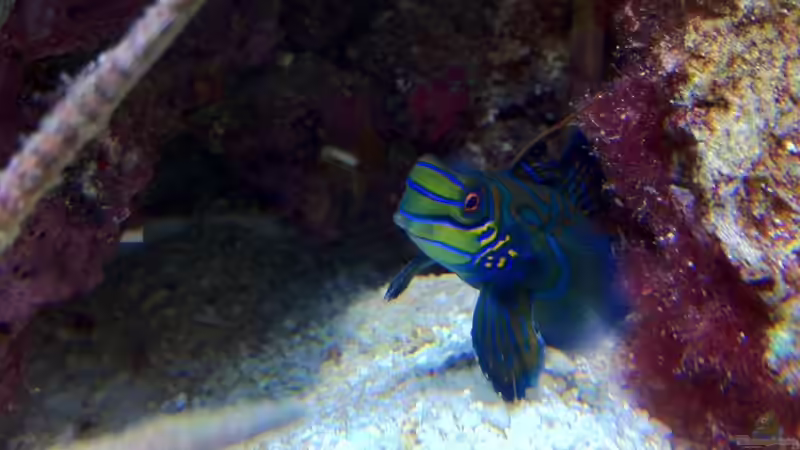 Besatz im Aquarium No´s Reef von TheNo (11)