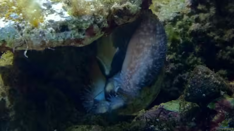 Besatz im Aquarium No´s Reef von TheNo (12)