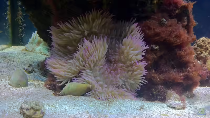Besatz im Aquarium No´s Reef von TheNo (18)