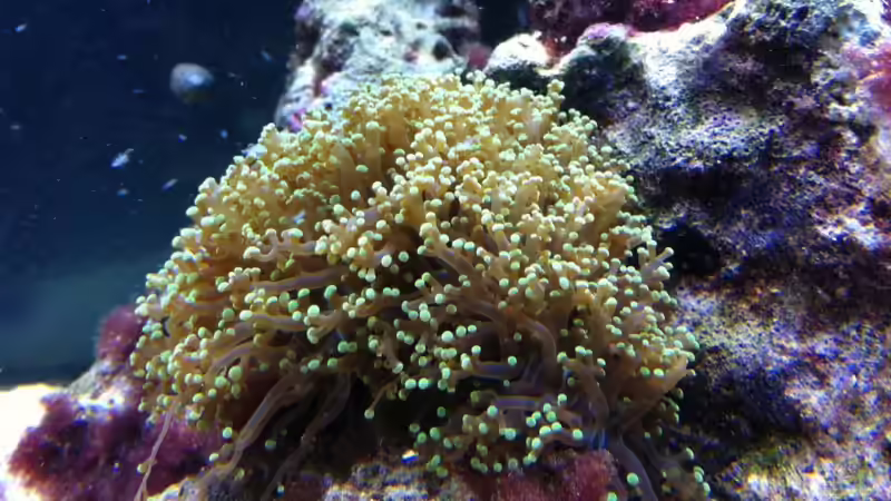 Besatz im Aquarium No´s Reef von TheNo (19)