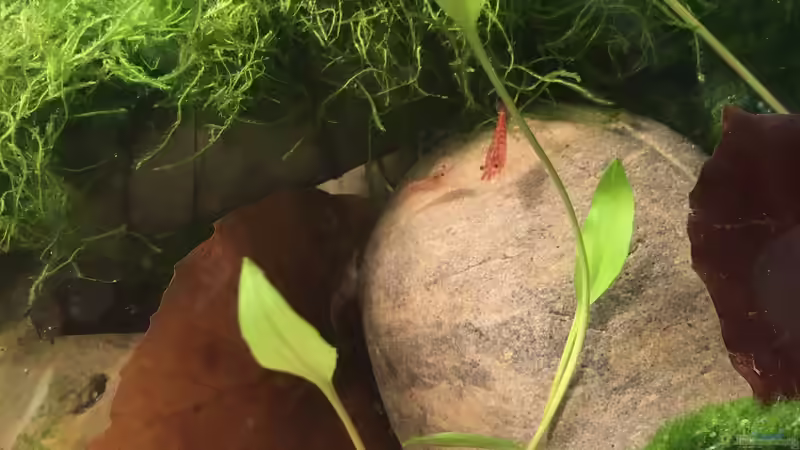 Besatz im Aquarium Notfallbecken von Maji (7)