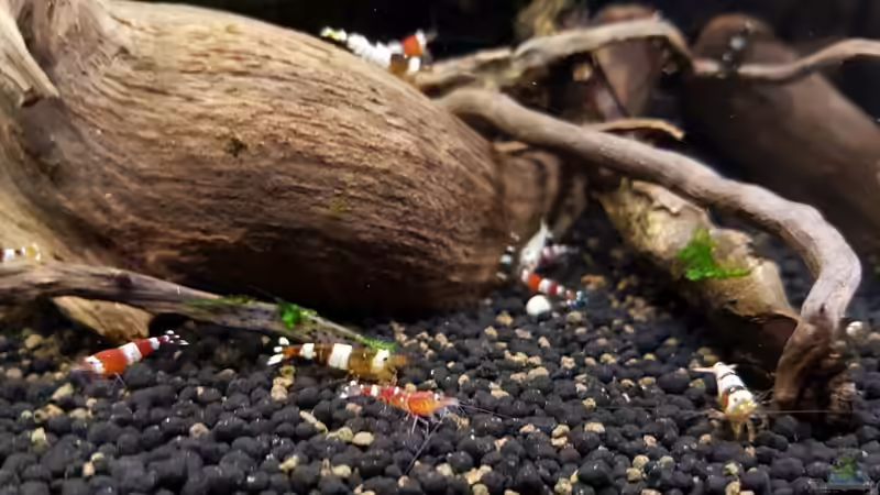 Besatz im Aquarium Notfallbecken von YoshiMaus (10)