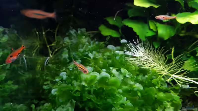 Besatz im Aquarium Notfallbecken von YoshiMaus (11)