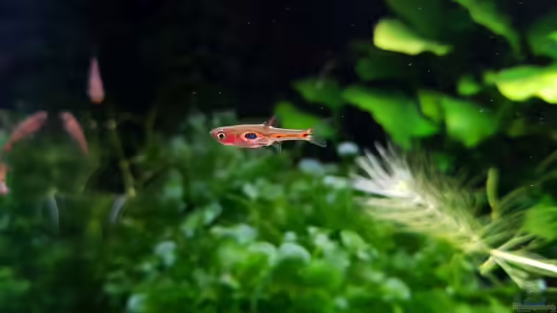 Besatz im Aquarium Notfallbecken von YoshiMaus (12)