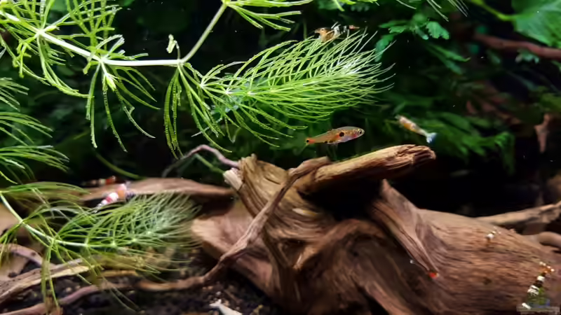 Besatz im Aquarium Notfallbecken von YoshiMaus (15)