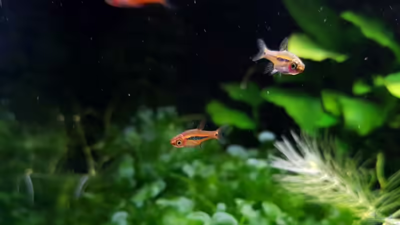 Besatz im Aquarium Notfallbecken von YoshiMaus (4)