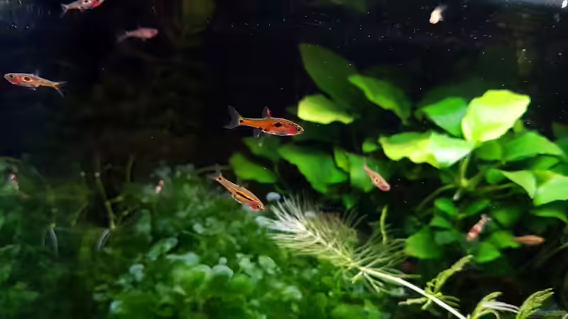 Besatz im Aquarium Notfallbecken von YoshiMaus (6)