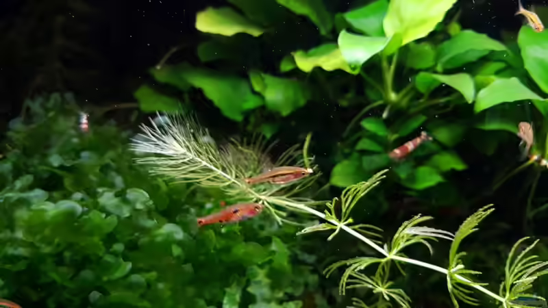 Besatz im Aquarium Notfallbecken von YoshiMaus (7)