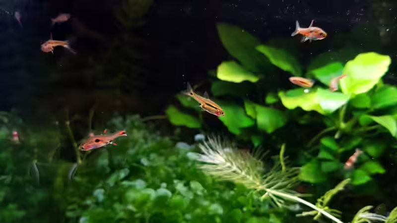 Besatz im Aquarium Notfallbecken von YoshiMaus (8)