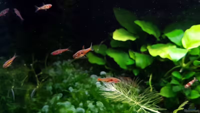 Besatz im Aquarium Notfallbecken von YoshiMaus (9)