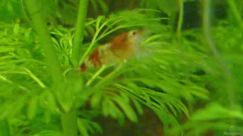 Besatz im Aquarium Nr.1 von Susanne Kruse (22)