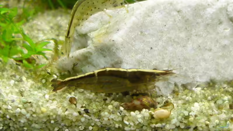 Besatz im Aquarium Nr.1 von Susanne Kruse (24)