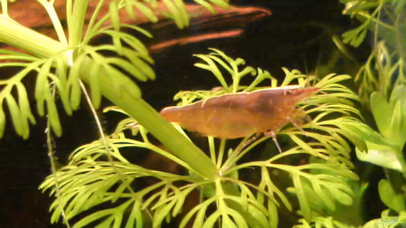 Besatz im Aquarium Nr.1 von Susanne Kruse (25)