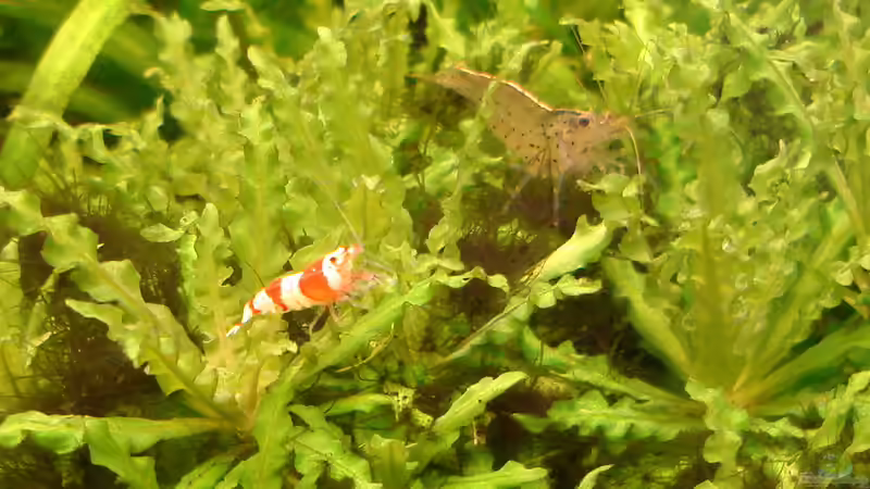 Besatz im Aquarium Nr.1 von Susanne Kruse (26)