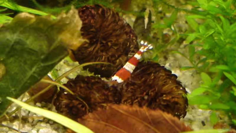 Besatz im Aquarium Nr.1 von Susanne Kruse (27)