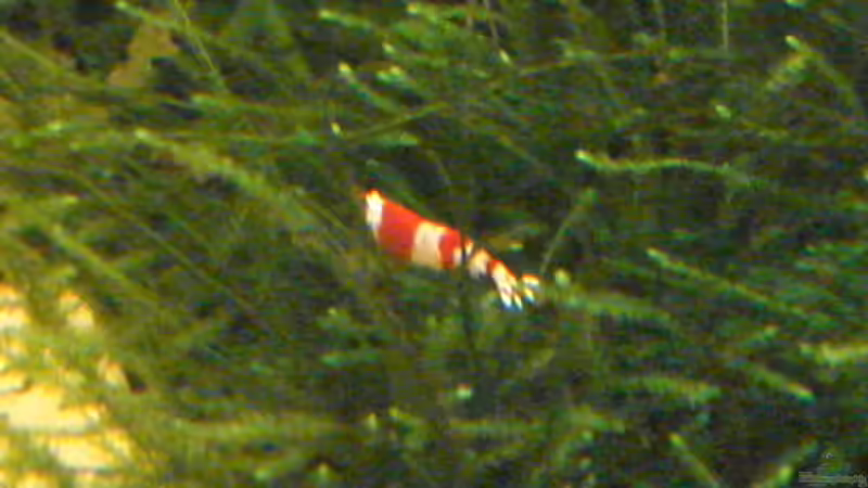 Besatz im Aquarium Nr.1 von Susanne Kruse (29)