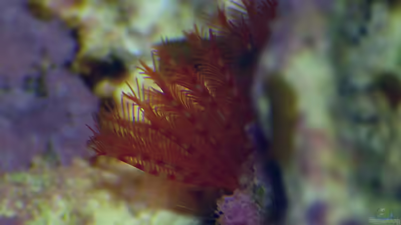 Besatz im Aquarium Nudelwasser von Helmut Kreutmayer (10)