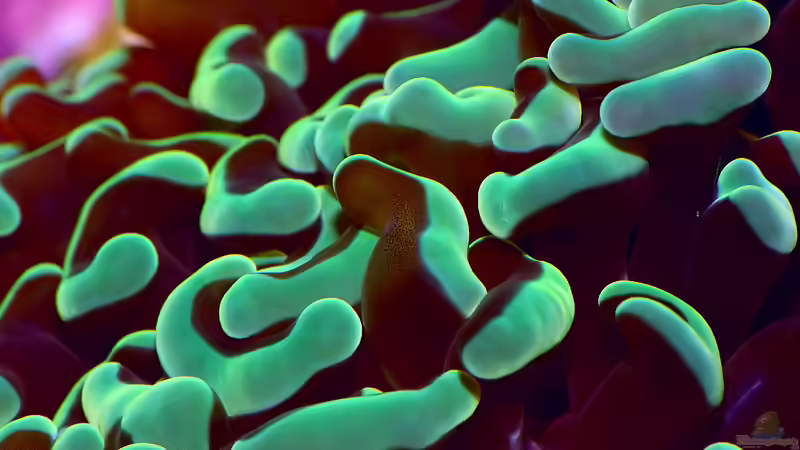 Besatz im Aquarium Nudelwasser von Helmut Kreutmayer (14)