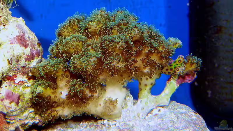 Besatz im Aquarium Nudelwasser von Helmut Kreutmayer (16)