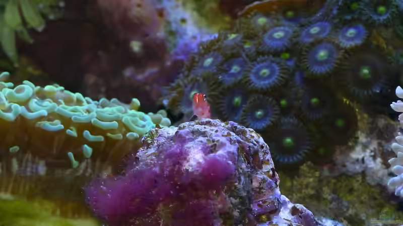 Besatz im Aquarium Nudelwasser von Helmut Kreutmayer (17)